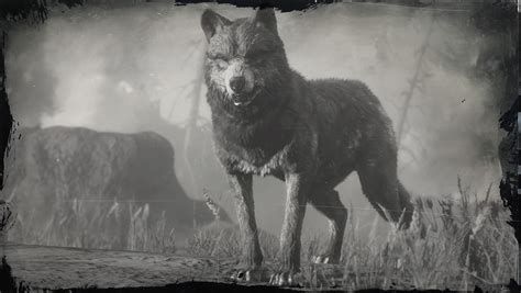 legendary wolf rdr2|rdr2 online legendary wolf.